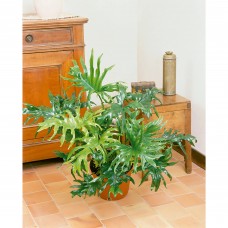 Philodendron Selloum Easy to Grow Live House Plant from Delray Plants, 10-inch Grower Pot   553130477